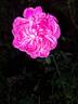 Thomas à Becket rose photo