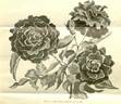 Roger Lambelin rose photo