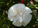 Bolero rose photo