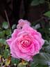 Abbatiale de Pontigny ® rose photo