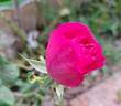 Baby Blue rose photo