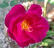 Baby Blue rose photo