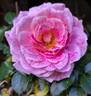 Abbatiale de Pontigny ® rose photo