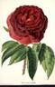 Gloire de Ducher rose photo