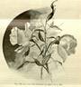 Frau Geheimrat von Boch rose photo