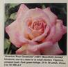American Rose Centennial rose photo