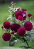 Celestial Night ™ rose photo
