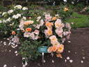 Chinook Sunrise rose photo
