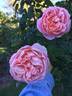 Phoenix rose photo