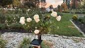 Bolero ™ rose photo