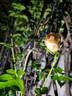 Rochemenier Village ® rose photo