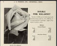 Double Pink Killarney rose photo