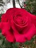 Alec's Red® rose photo