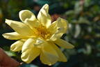Spek's Yellow rose photo