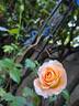 Rochemenier Village ® rose photo