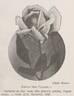 Editor McFarland rose photo