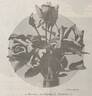 Souvenir de Madame C. Chambard rose photo