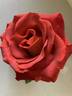 Ian Thorpe rose photo