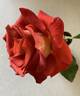Ian Thorpe rose photo
