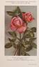 Souvenir de Madame C. Chambard rose photo
