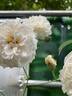 Buff Beauty rose photo