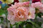 Lacy Parasol rose photo