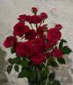 Red Gem rose photo