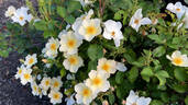AUSfence rose photo