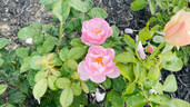 AUSimple rose photo