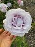 Stainless Steel ™ rose photo