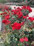 Cathedral City rose photo