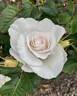 Margaret Merril rose photo