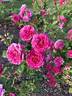 Mornington rose photo
