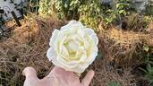 Classic Woman ™ rose photo
