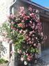 A chacun son Everest ® rose photo