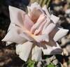 Augustine Guinoisseau rose photo