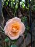 Rochemenier Village ® rose photo