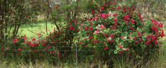 Paul's Scarlet Climber rose photo
