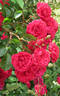 Paul's Scarlet Climber rose photo
