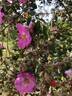 R. multibracteata rose photo