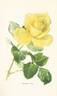 Souvenir de Claudius Pernet rose photo
