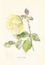 Kaiserin Auguste Viktoria rose photo