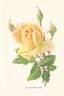 Mrs Samuel McGredy rose photo