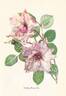 Dainty Bess, Cl. rose photo