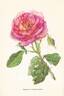 Mevrouw G.A. van Rossem rose photo