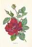 Donald Prior rose photo