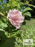 Abeljzieds rose photo