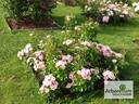 Roselina rose photo