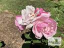 RT 92-68 rose photo