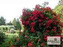 KORmarec rose photo